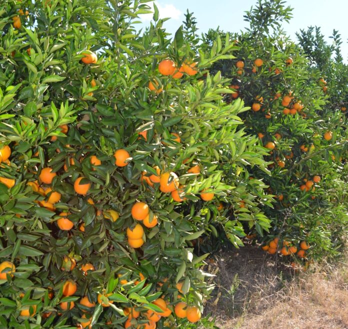 1000349940 safra laranja ok