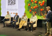 Produção de laranja em Bebedouro mantém produtividade elevada e setor Norte deve atingir 812 caixas por hectare