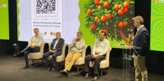 Produção de laranja em Bebedouro mantém produtividade elevada e setor Norte deve atingir 812 caixas por hectare