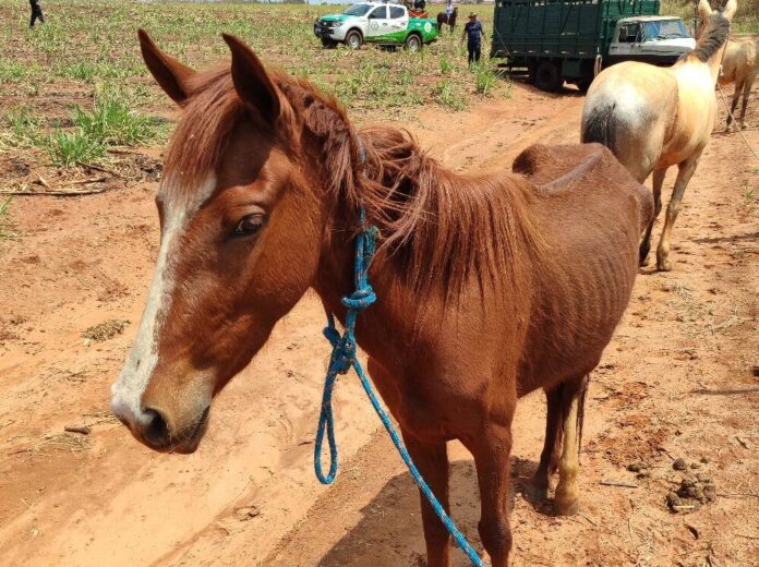 Animais soltos aeroporto