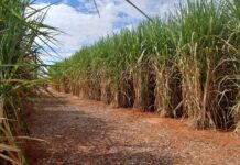 El Niño deve impulsionar produtividade da cana no Centro-Sul, mas chuvas podem atrasar a colheita