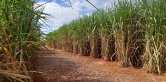 El Niño deve impulsionar produtividade da cana no Centro-Sul, mas chuvas podem atrasar a colheita