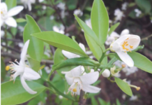 Produção de laranja deve cair 10,2% na safra 2026/27