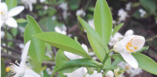 Produção de laranja deve cair 10,2% na safra 2026/27