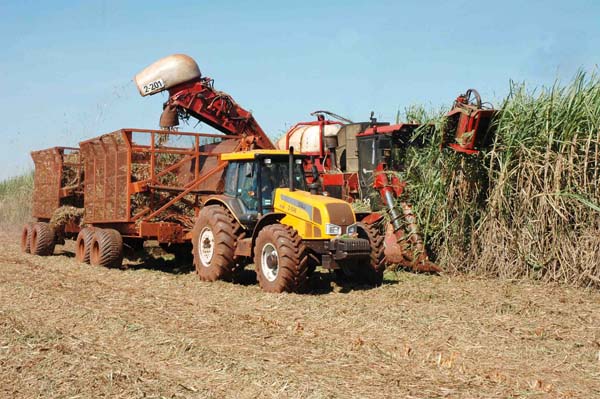 (Agricultura SP – Alessandro Reis)
