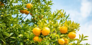 Safra de laranja 2025/26 se mantém estável após impacto de clima e queda de frutos