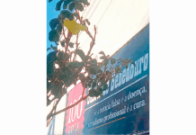 Ipê da Gazeta floresce e confirma o símbolo de seu centenário