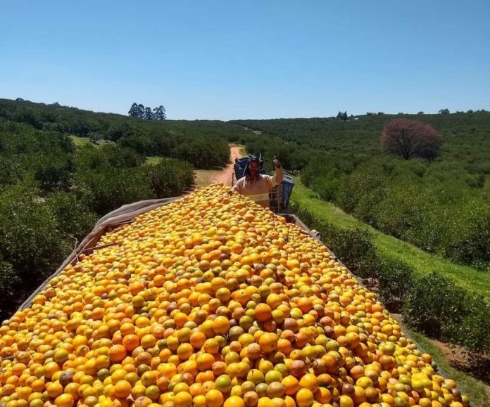 IMG-20230705-WA0013 laranja - Cópia