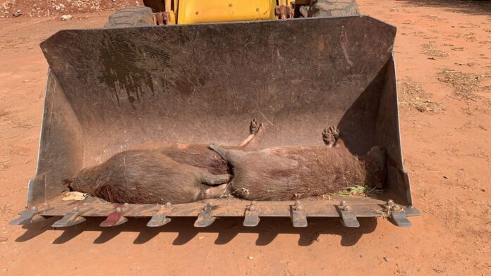 IMG-20230824-WA0073 Capivaras