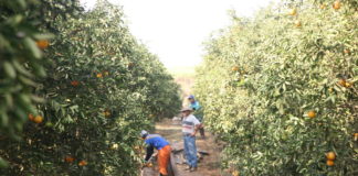 Safra da laranja deve ser 30% menor, conforme reestimativa
