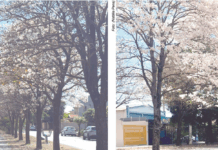 Ipês brancos florescem e resgatam memórias de 20 anos do Projeto “Gazeta – Empresa Cidadã”