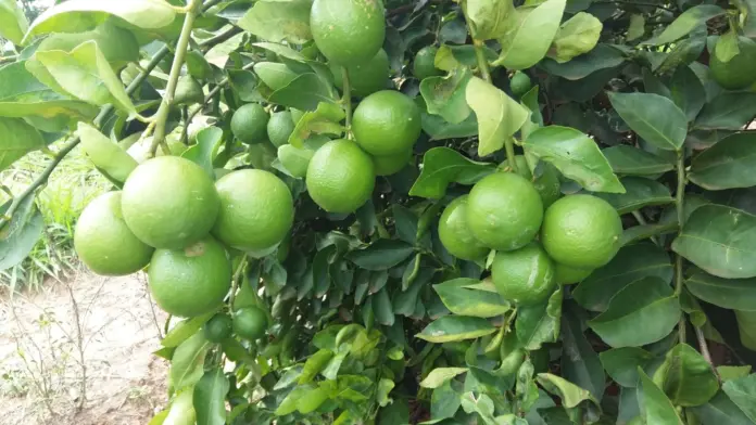 Limao Taiti