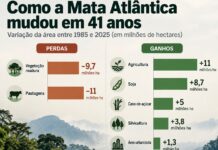 Mata Atlântica perde 9,7 milhões de hectares de vegetação madura em 41 anos