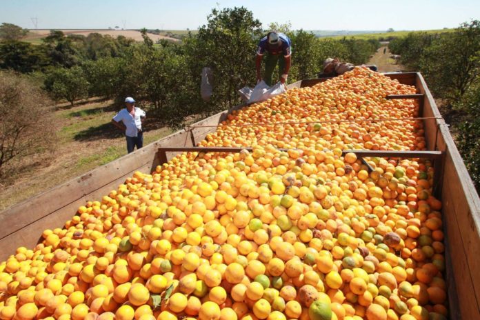 Menor-safra-de-laranja-deve-ser-impulsionada-por-câmbio-e