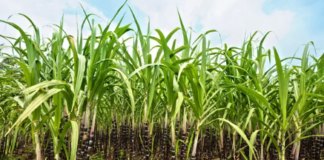 Etanol deve bater recorde na safra 2026/2027 e reforça independência energética do Brasil