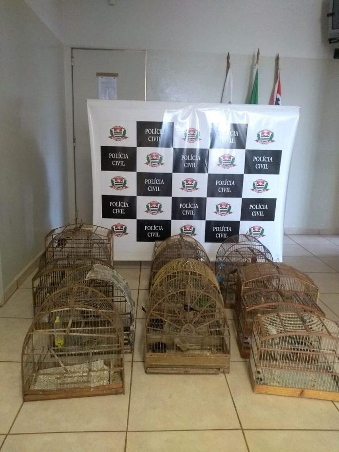 Autuação - Polícia Civil resgata 16 pássaros silvestres encontrados em cativeiro, com lavrador de Terra Roxa.