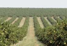 Citricultura: prazo para entrega do relatório de cancro e greening vai até 15 de janeiro