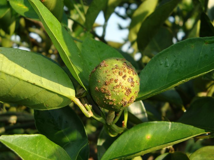 (Divulgação/Fundecitrus)