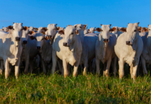 VBP da agropecuária chega a R$ 1,39 trilhão em julho, aponta Mapa