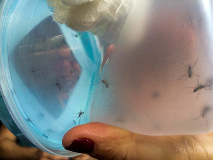 Vistorias Vetores e Zoonoses (14)