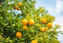 Safra de laranja 2025/26 tem nova redução para 294,81 milhões/cx no cinturão citrícola