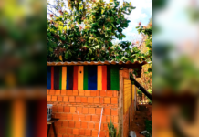 Queda de árvore danifica barracão do Centro Cultural Ambiental Angola É Ouro