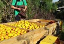 Safra de laranja é reestimada em 292,6 milhões de caixas e região Norte mantém déficit hídrico