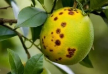 Rio Grande do Sul registra primeiros casos de greening em plantas cítricas