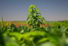 Governo de São Paulo institui plano para conter avanço do caruru-gigante no estado