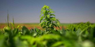 Governo de São Paulo institui plano para conter avanço do caruru-gigante no estado