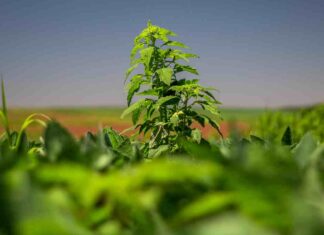 Governo de São Paulo institui plano para conter avanço do caruru-gigante no estado