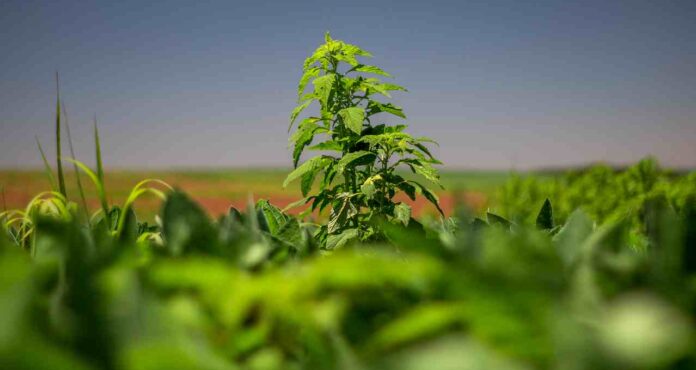 caruru-daninha-soja-a-hibridus