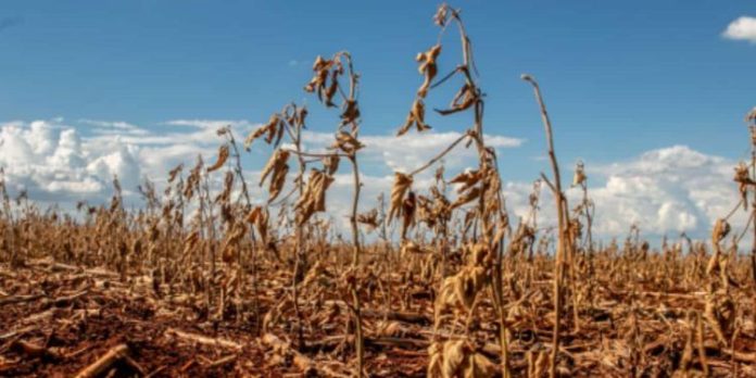 crise-climatica-afetou-as-financas-dos-agropecuaristas-750x375