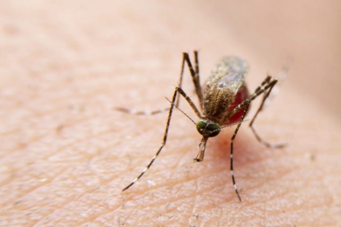 dengue-morte-brasil-768x512-7f0814a0