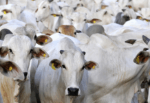 Brasil exportou quase US$ 10 bilhões de carne bovina em 2026