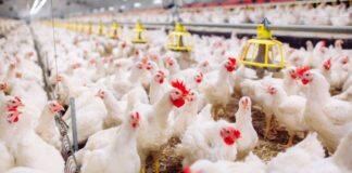 Conflito no Oriente Médio leva governo a flexibilizar regras para exportar carne de frango