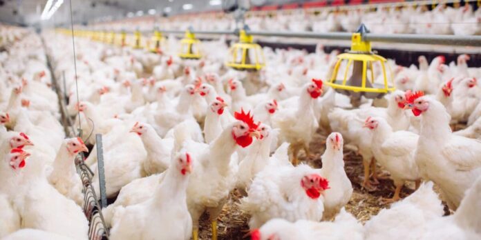 grande-quantidade-de-aves-em-interior-de-uma-estufa