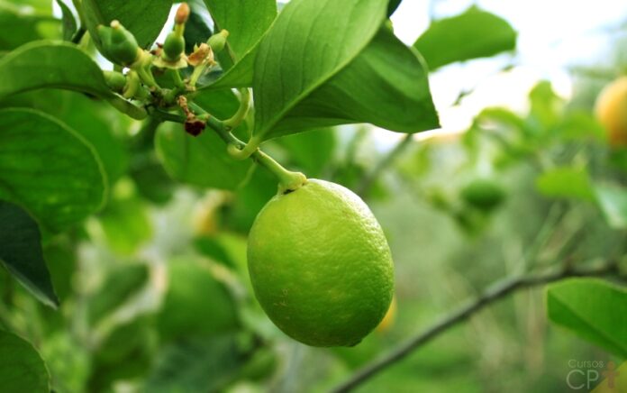 limao-taiti-poderoso-medicina-frutos-maior-importancia-comercial-cpt