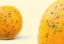 Fundecitrus identifica resistência parcial da pinta preta às estrobilurinas pela 1ª vez no Brasil