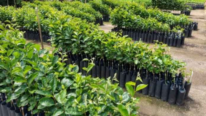 notificação viveiro