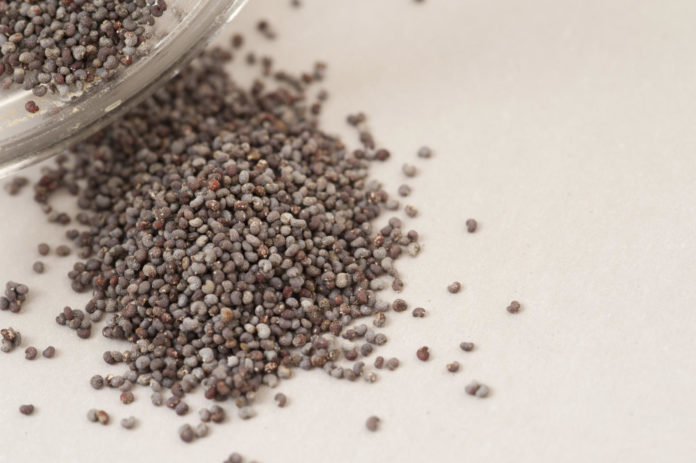 Heap of scattered dried poppy seeds