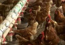 Brasil deve suspender exportações de frango para China após foco de doença em SC