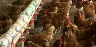 Brasil deve suspender exportações de frango para China após foco de doença em SC