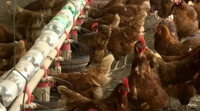 screenshot-2021-04-19-encoding-factory-edicao-de-video