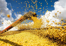 USDA considera estabilidade para soja e ajusta projeções de milho e trigo no mundo