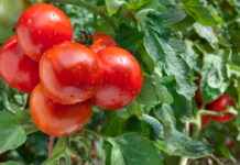 Alta do tomate volta a pesar no bolso do consumidor