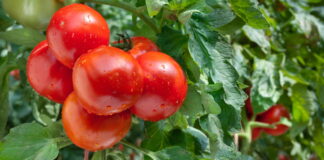 Alta do tomate volta a pesar no bolso do consumidor